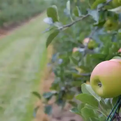 Foto von Apfel 'Kanzi' (Malus 'Kanzi')