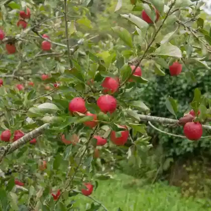 Foto von Apfel 'Katja' (Malus 'Katja')