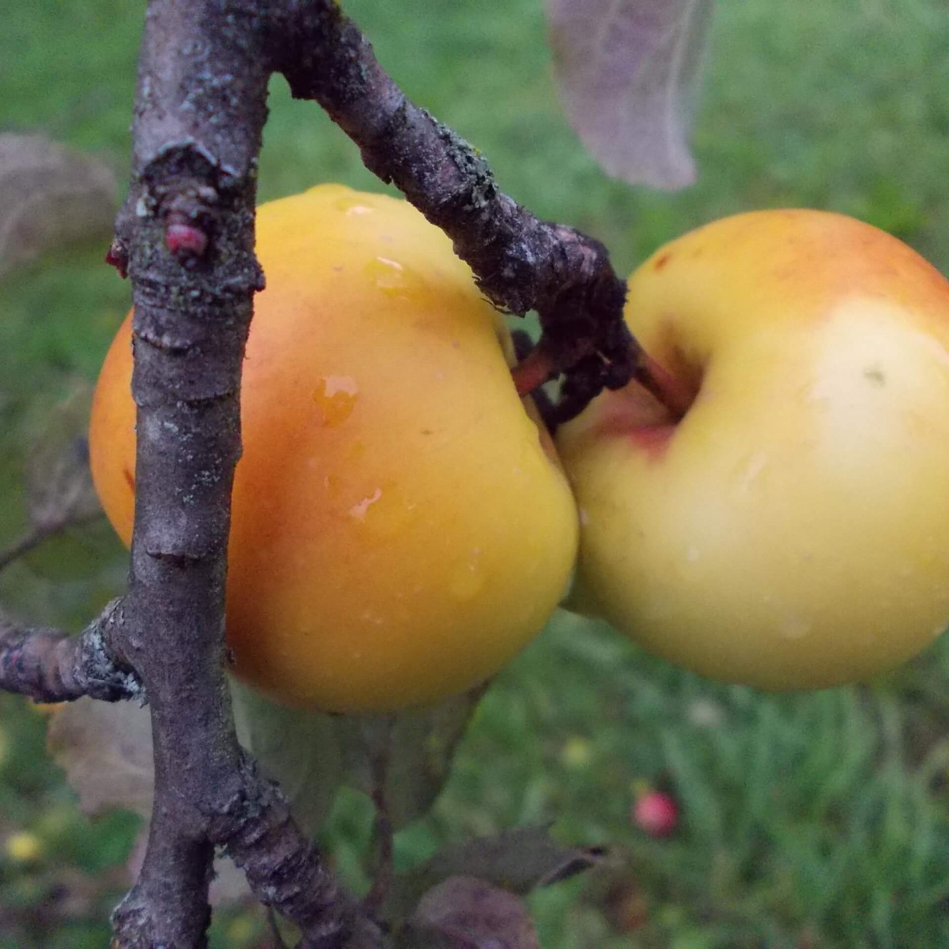 Apfel 'Kleiner Herrenapfel' (Malus 'Kleiner Herrenapfel')