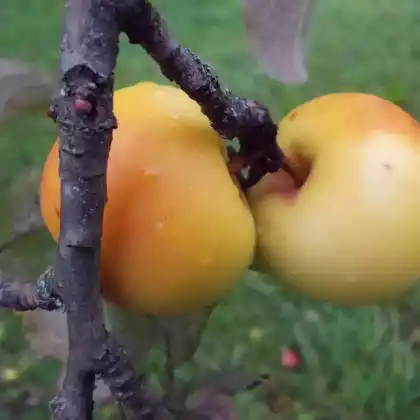 Foto von Apfel 'Kleiner Herrenapfel' (Malus 'Kleiner Herrenapfel')