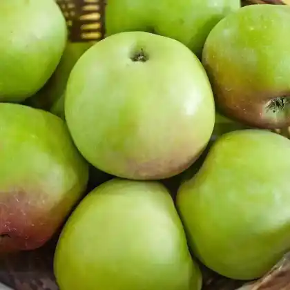 Foto von Apfel 'Korbiniansapfel' (Malus 'Korbiniansapfel')