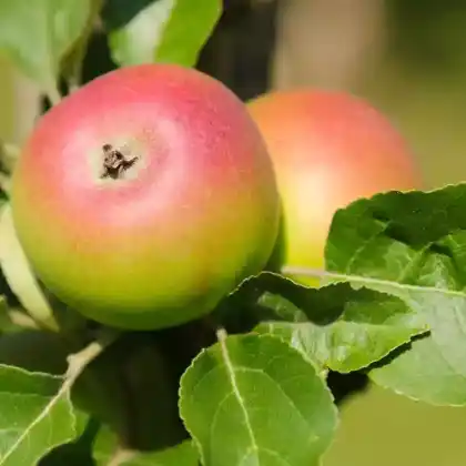 Foto von Apfel 'Kronprinz Rudolf' (Malus 'Kronprinz Rudolf')