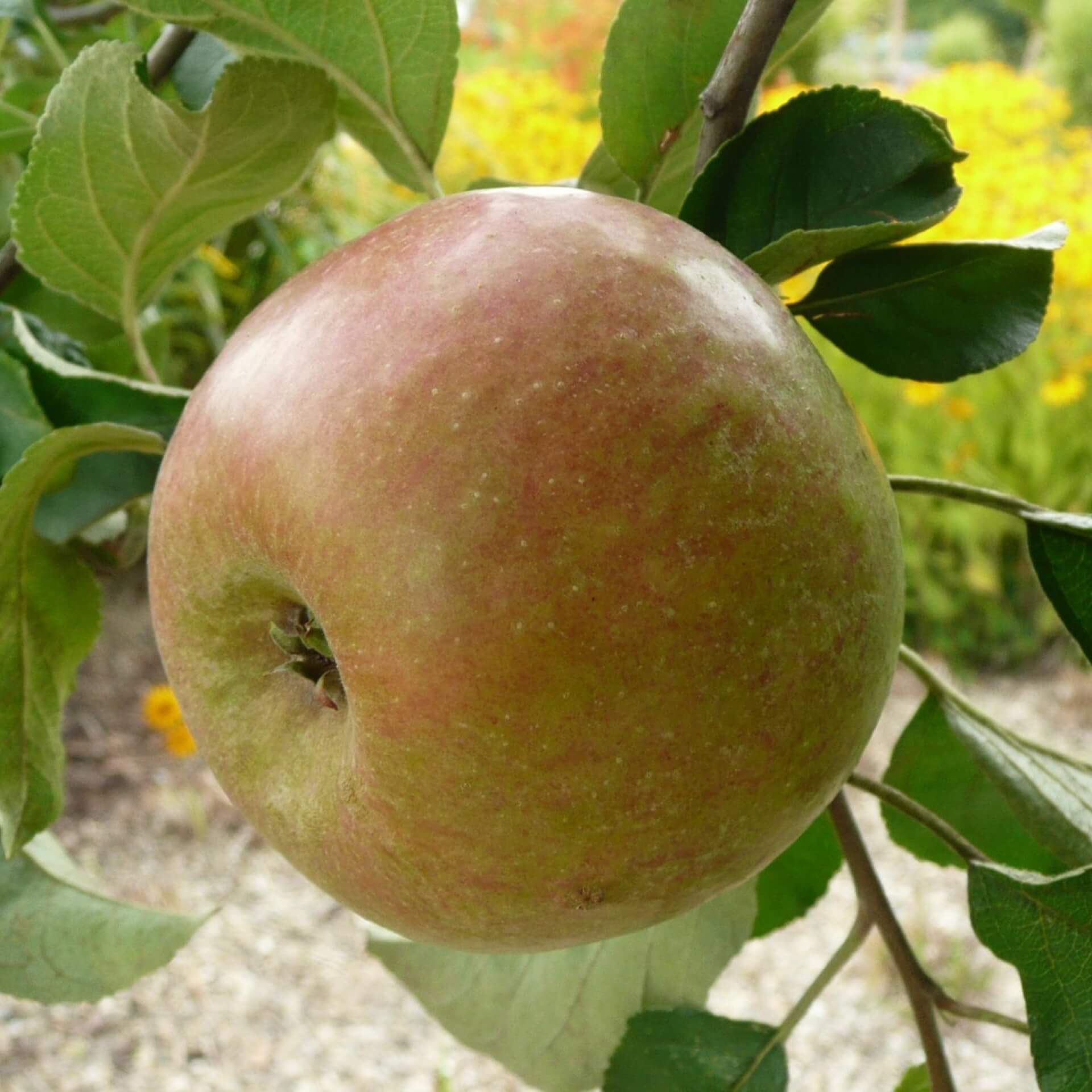 Apfel 'Krügers Dickstiel' (Malus 'Krügers Dickstiel')