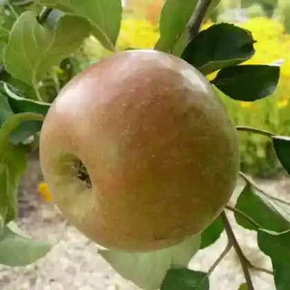 Foto von Apfel 'Krügers Dickstiel' (Malus 'Krügers Dickstiel')