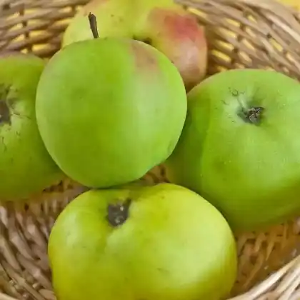 Foto von Apfel 'Kugelapfel' (Malus 'Kugelapfel')