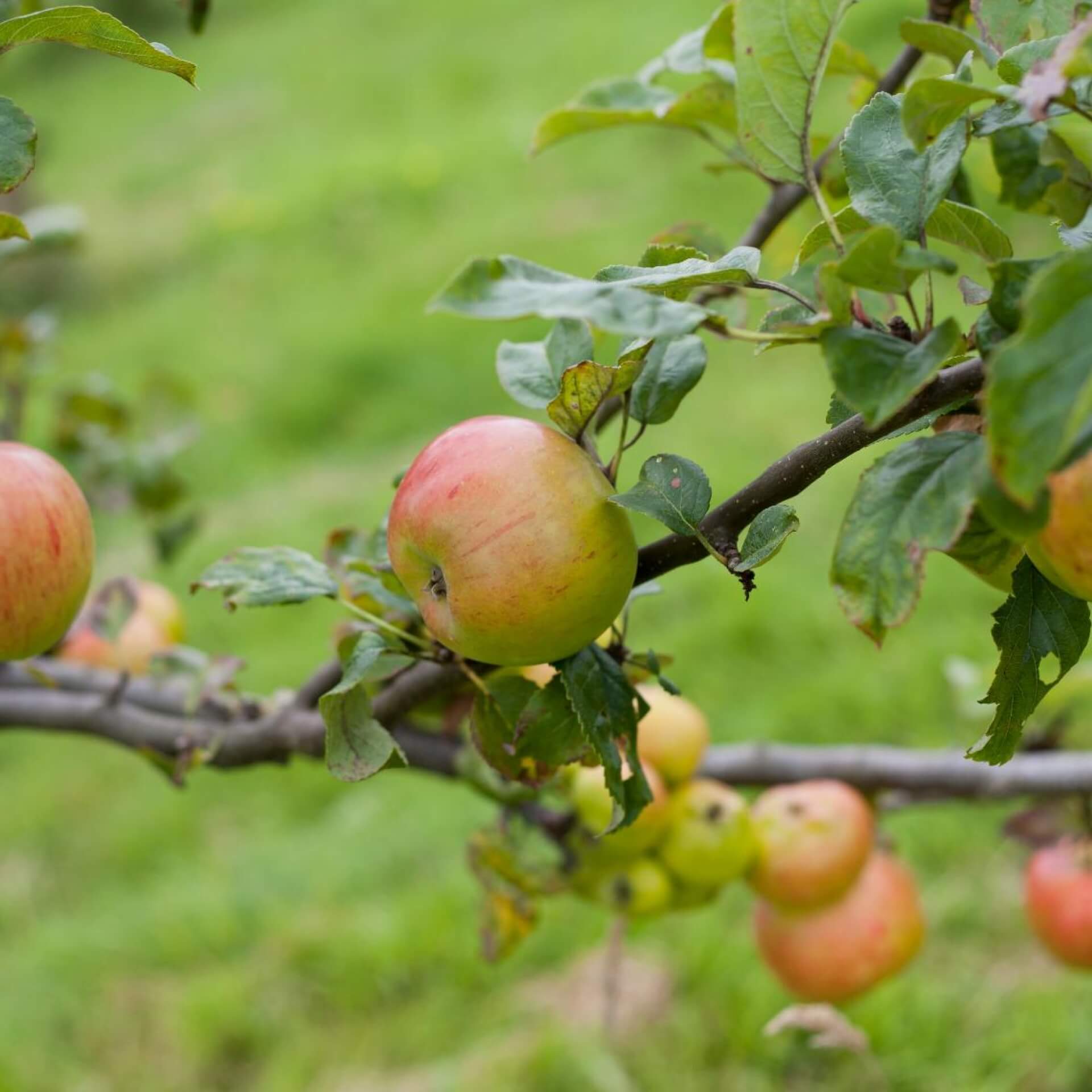 Apfel 'Lanes Prinz Albert' (Malus 'Lanes Prinz Albert')