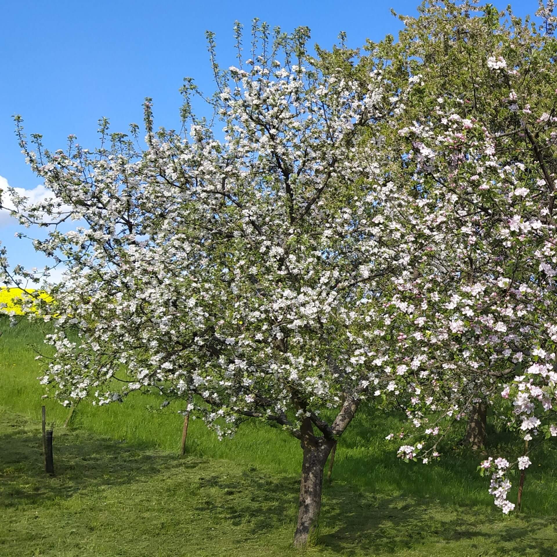 Apfel 'Liberty' (Malus 'Liberty')