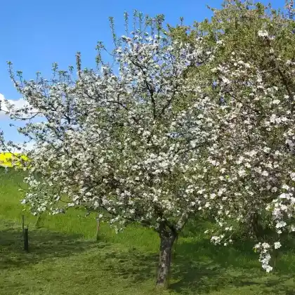 Foto von Apfel 'Liberty' (Malus 'Liberty')