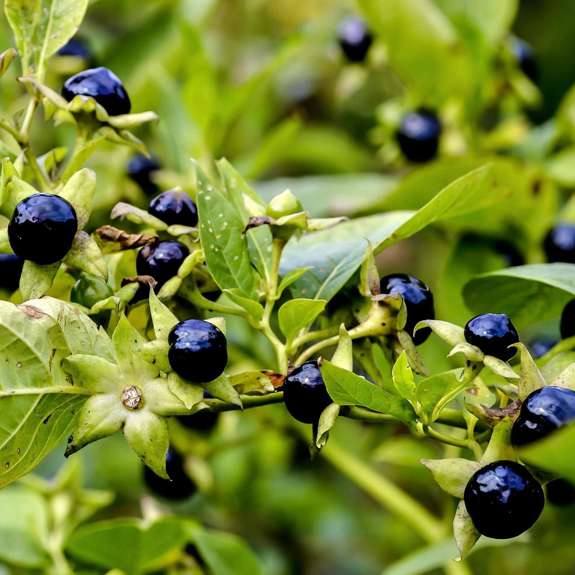 Schwarze Tollkirsche (Atropa belladonna)