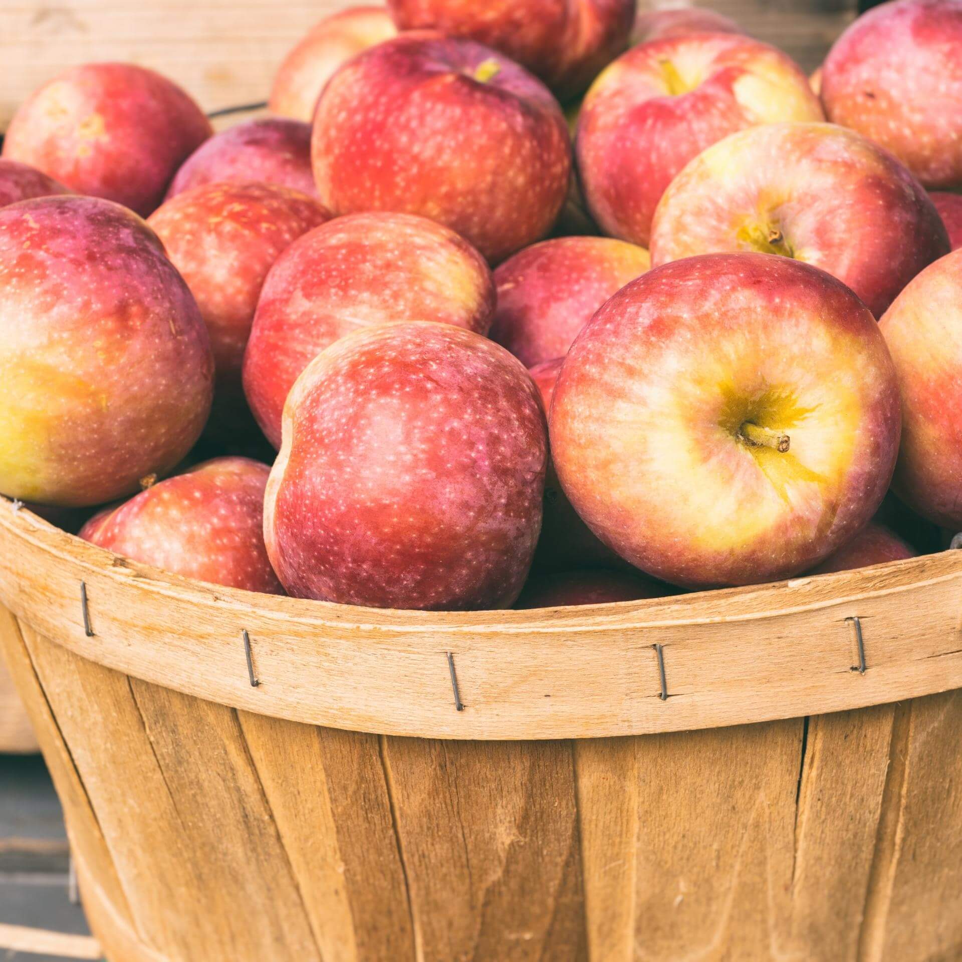 Apfel 'Lobo' (Malus 'Lobo')