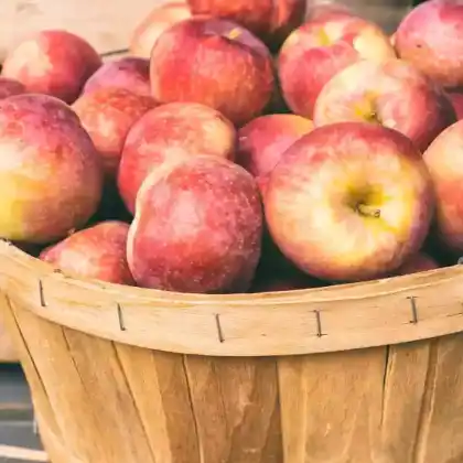 Foto von Apfel 'Lobo' (Malus 'Lobo')