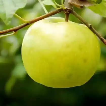 Foto von Apfel 'Lodi' (Malus 'Lodi')