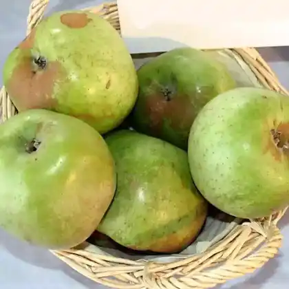 Foto von Apfel 'Lohrer Rambur' (Malus 'Lohrer Rambur')