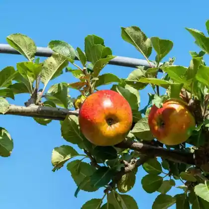 Foto von Apfel 'Lord Lambourne' (Malus 'Lord Lambourne')