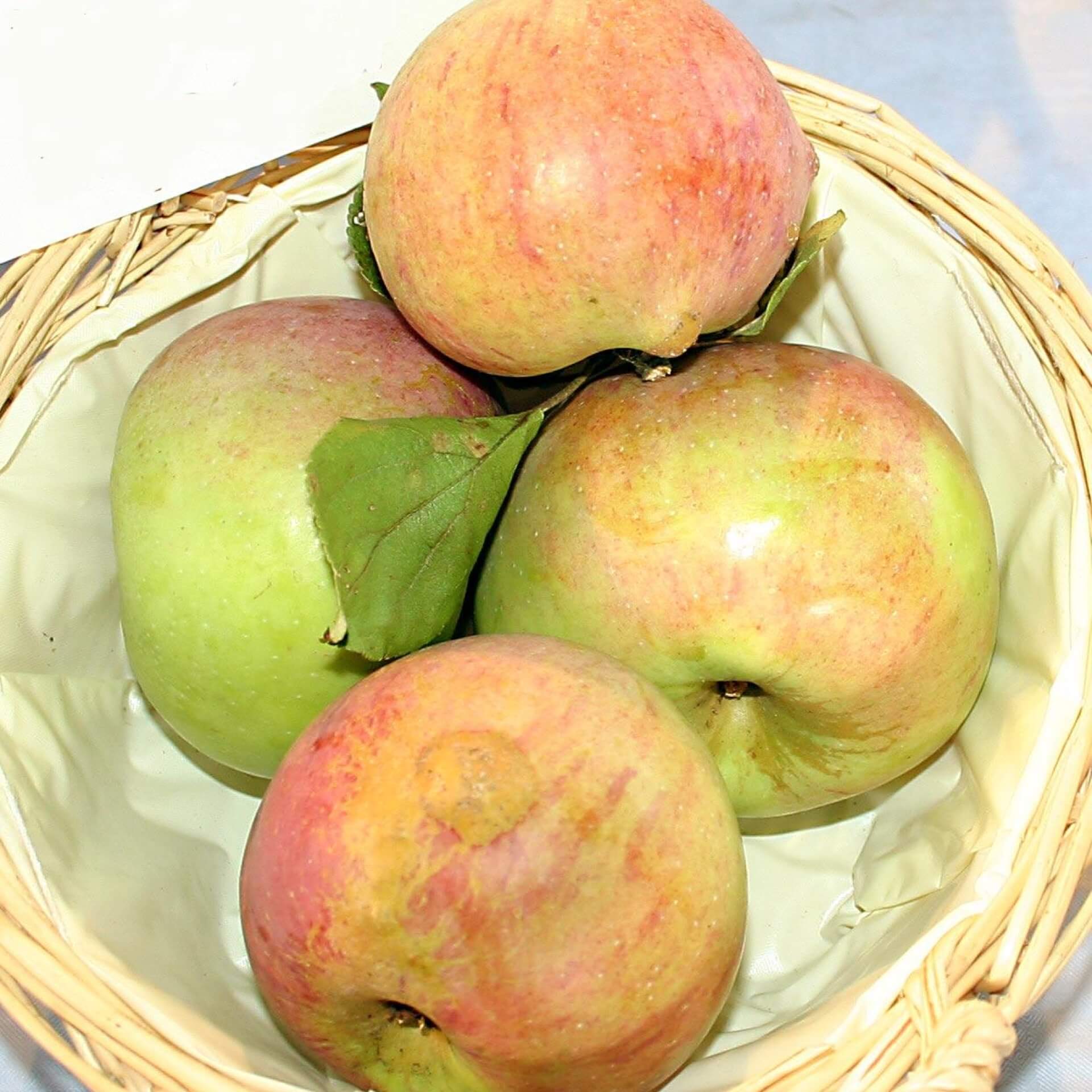 Apfel 'Luikenapfel' (Malus 'Luikenapfel')