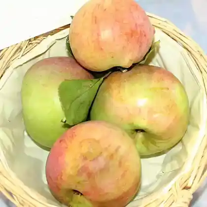 Foto von Apfel 'Luikenapfel' (Malus 'Luikenapfel')