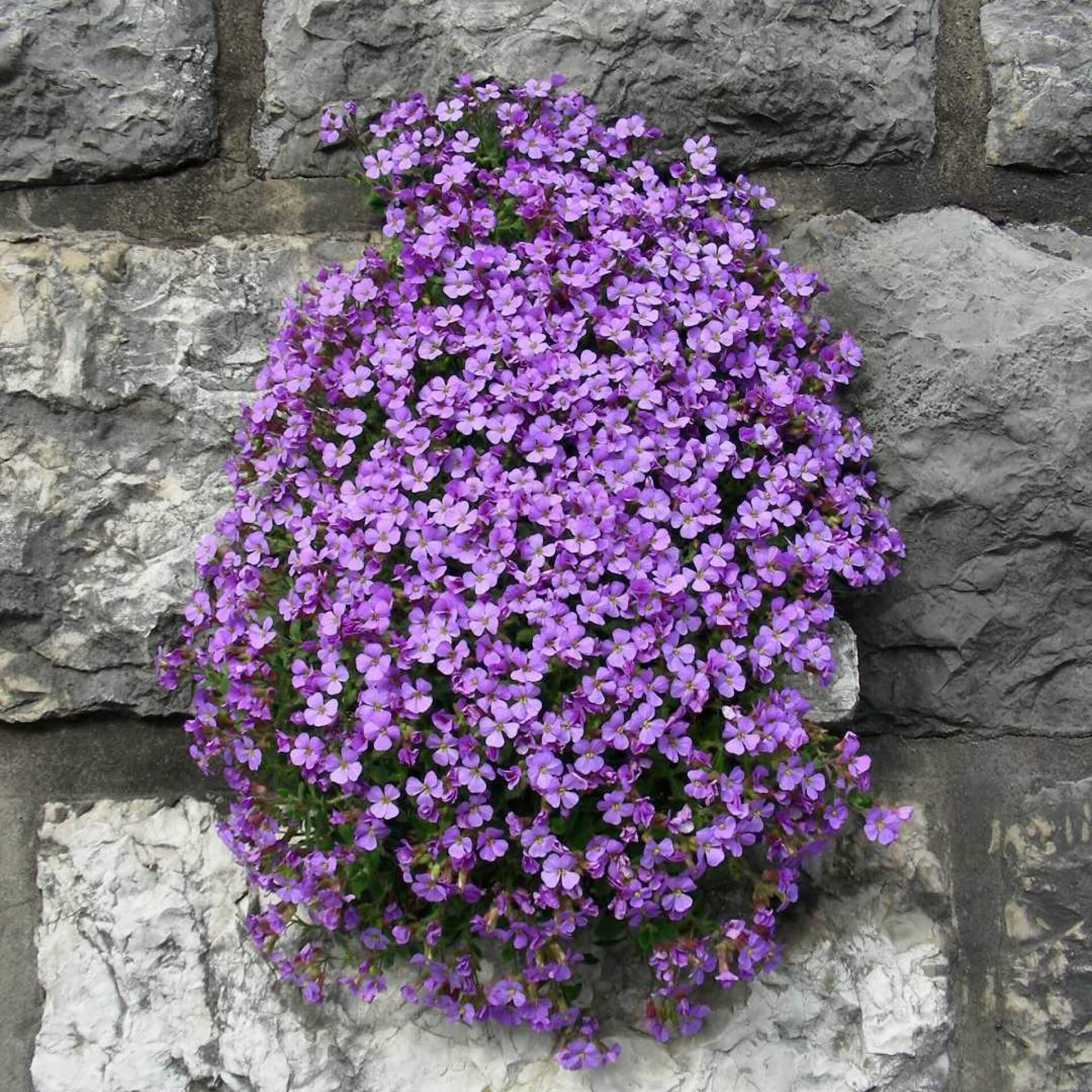 Griechisches Blaukissen (Aubrieta deltoidea)