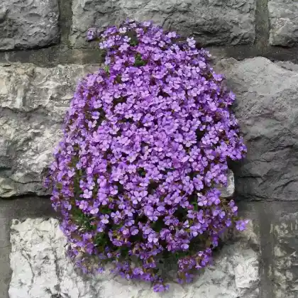 Foto von Griechisches Blaukissen (Aubrieta deltoidea)