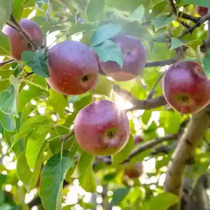 Foto von Apfel 'Macoun' (Malus 'Macoun')