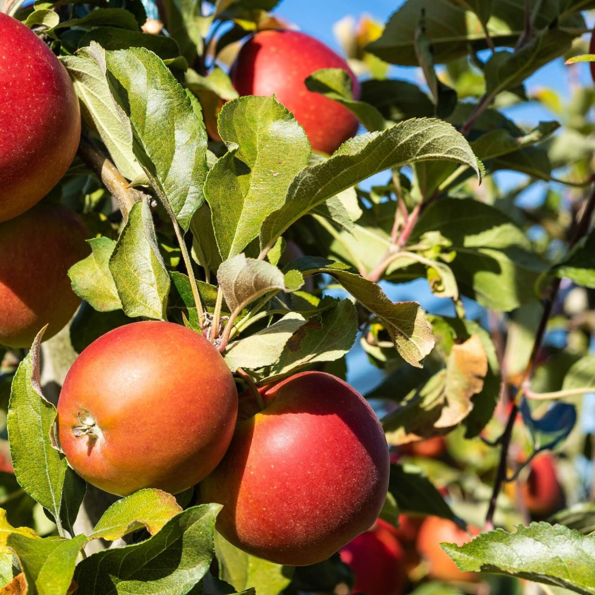 Apfel 'Mairac' (Malus 'Mairac')