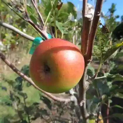 Foto von Apfel 'Melrose' (Malus 'Melrose')