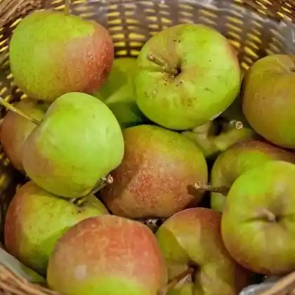 Foto von Apfel 'Muskatrenette' (Malus 'Muskatrenette')