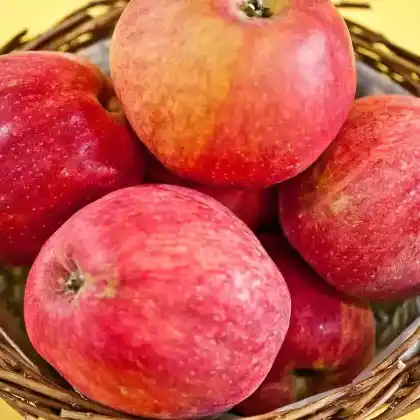 Foto von Apfel 'Oberländer Himbeerapfel' (Malus 'Oberländer Himbeerapfel')