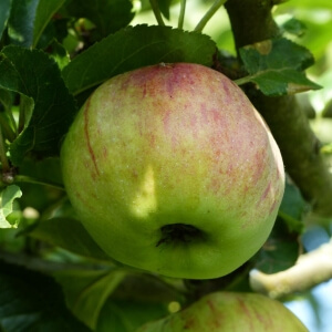 Malus 'Ontario'