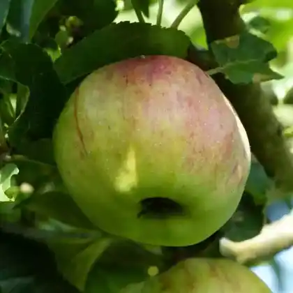 Foto von Apfel 'Ontario' (Malus 'Ontario')