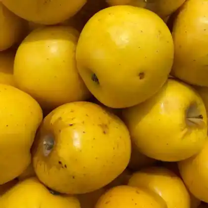 Foto von Apfel 'Opal' (Malus 'Opal')