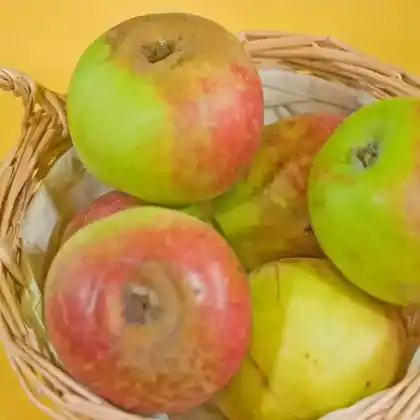 Foto von Apfel 'Orleansrenette' (Malus 'Orleansrenette')