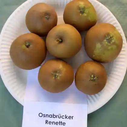 Foto von Apfel 'Osnabrücker Renette' (Malus 'Osnabrücker Renette')