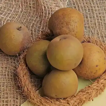 Foto von Apfel 'Parkers Pepping' (Malus 'Parkers Pepping')