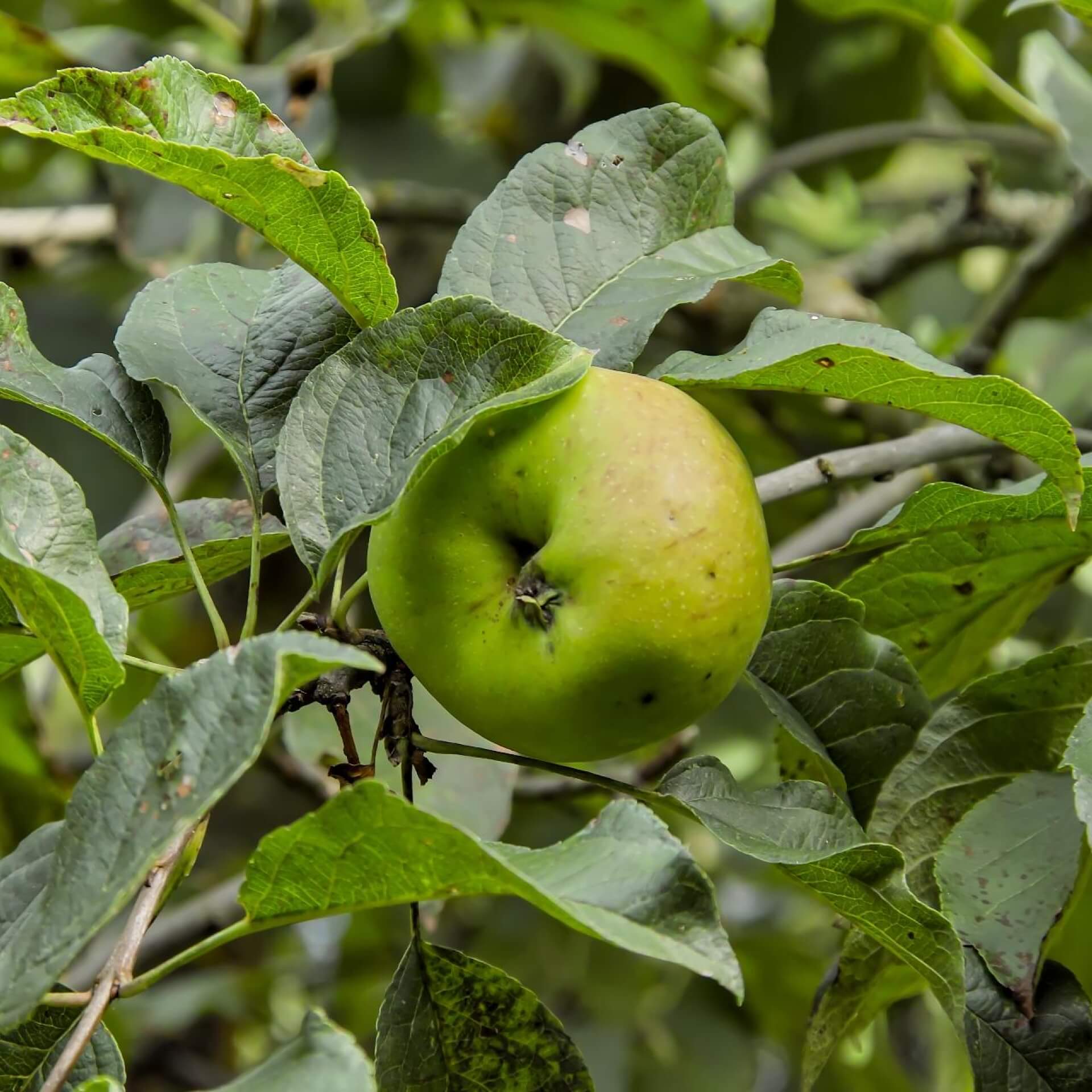 Apfel 'Pilot' (Malus 'Pilot')