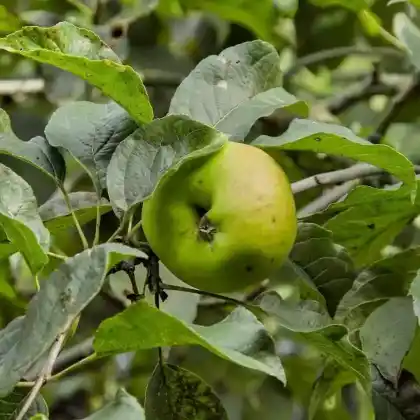 Foto von Apfel 'Pilot' (Malus 'Pilot')