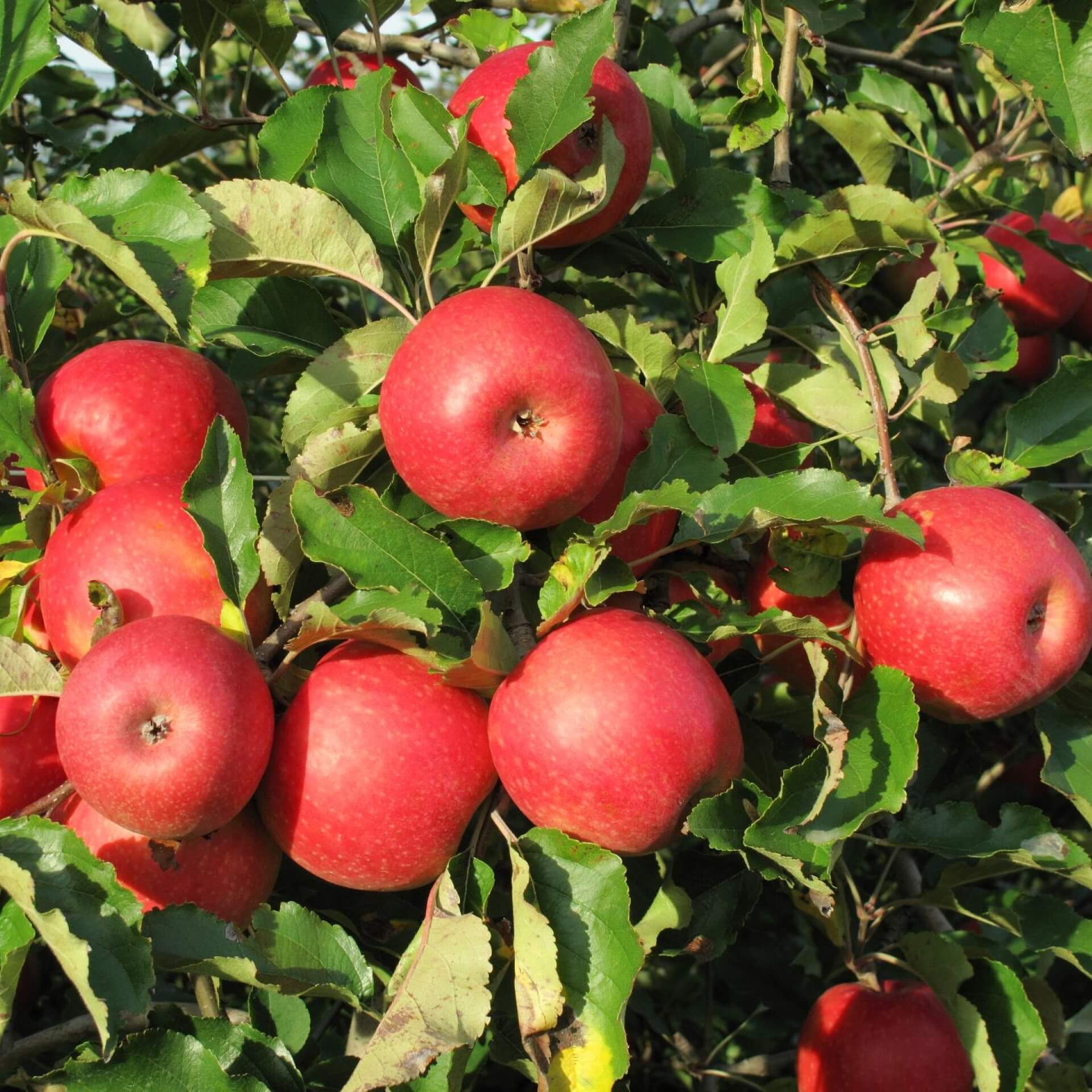 Apfel 'Pink Lady' Apfel 'Pink Lady'