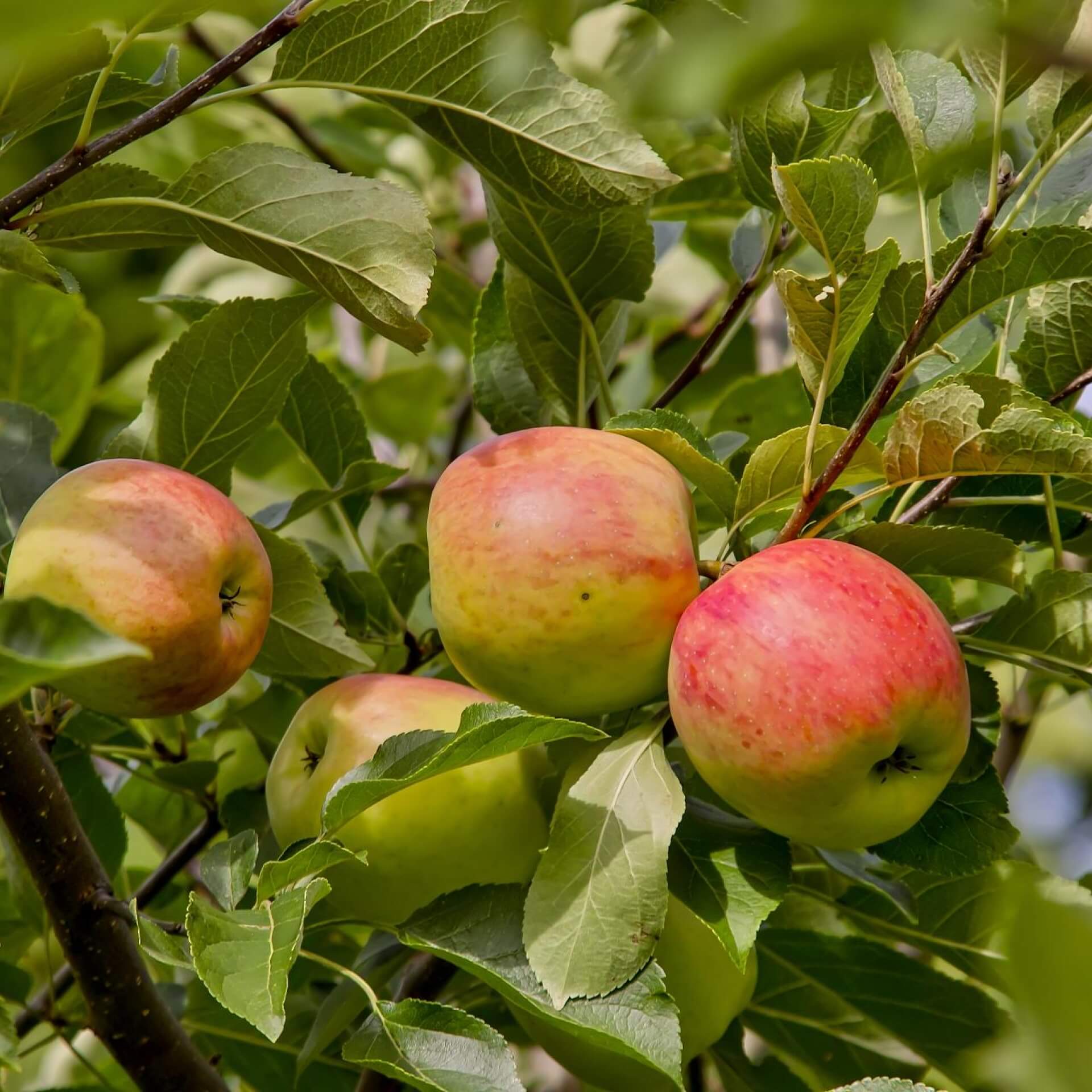 Apfel 'Piros' (Malus 'Piros')