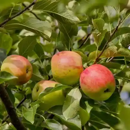 Foto von Apfel 'Piros' (Malus 'Piros')