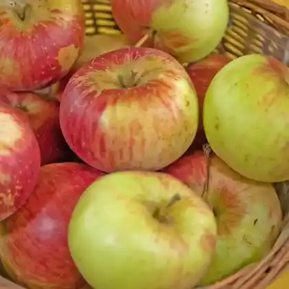 Foto von Apfel 'Pohorka' (Malus 'Pohorka')