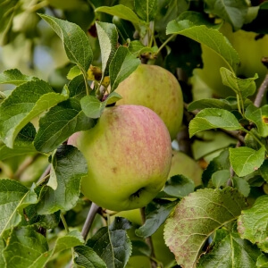 Malus 'Reanda'