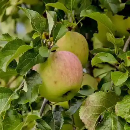 Foto von Apfel 'Reanda' (Malus 'Reanda')