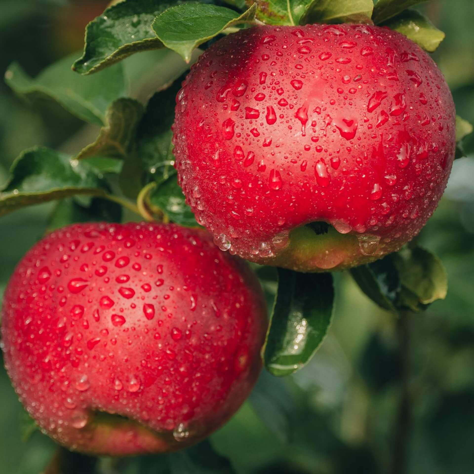 Apfel 'Recolor' (Malus 'Recolor')