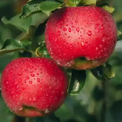 Foto von Apfel 'Recolor' (Malus 'Recolor')