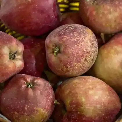 Foto von Apfel 'Red Delicious' (Malus 'Red Delicious')