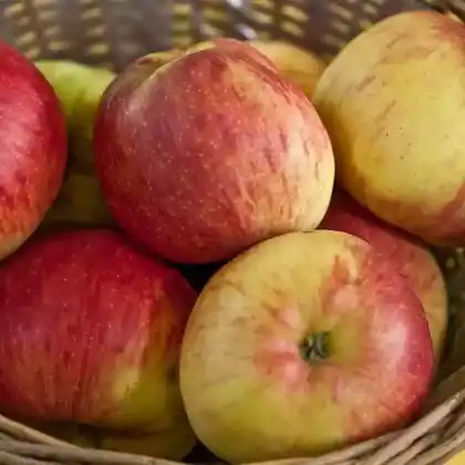 Foto von Apfel 'Reglindis' (Malus 'Reglindis')