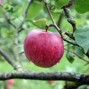 pflegeleicht \'Alkmene\': dein ökologisch Apfel Garten &
