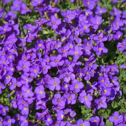 Foto von Blaukissen 'Kitte' (Aubrieta x cultorum 'Kitte')