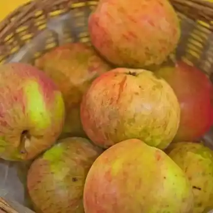 Foto von Apfel 'Rheinischer Krummstiel' (Malus 'Rheinischer Krummstiel')