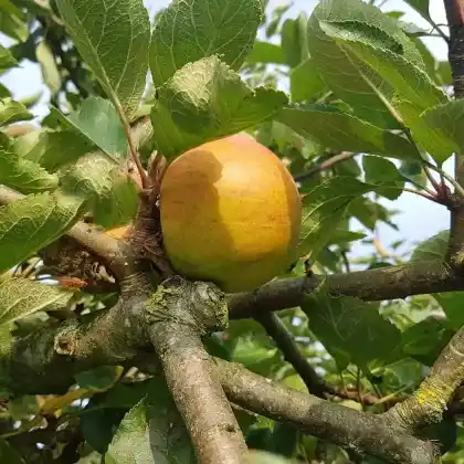 Foto von Apfel 'Ribston Pepping' (Malus 'Ribston Pepping')