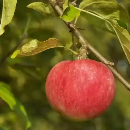 Foto von Apfel 'Astrachan' (Malus 'Roter Astrachan')